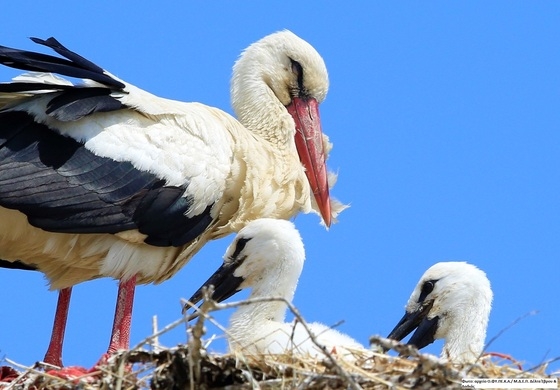 Συνολικά παρατηρήθηκαν 21 δακτυλιωμένοι Λευκοπελαργοί 
